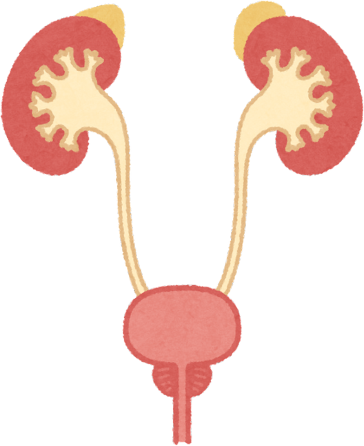 Illustration of Human Kidneys and Bladder