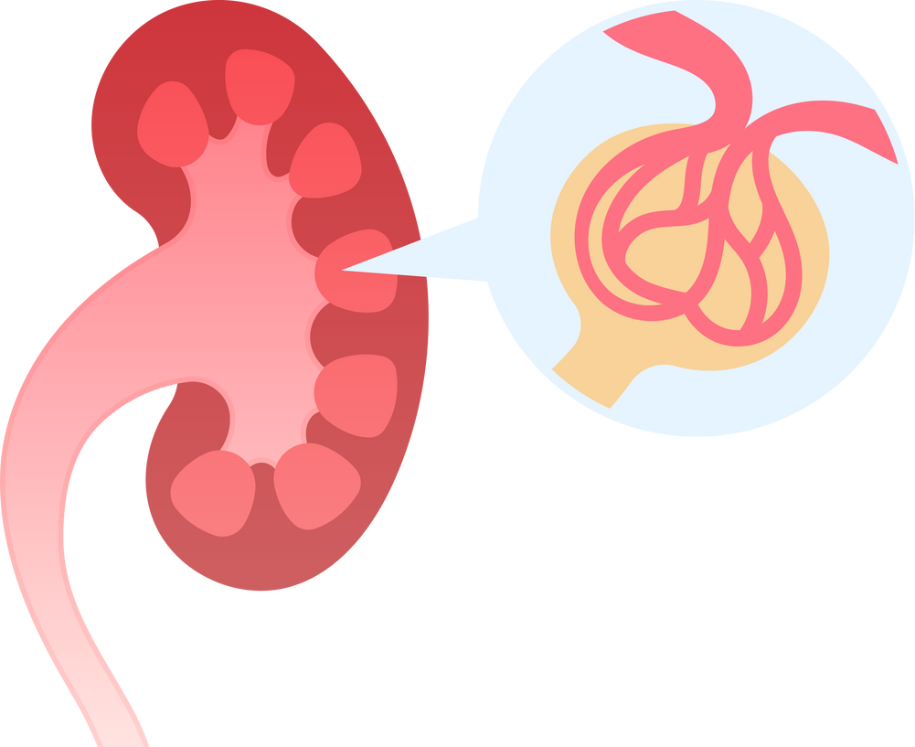 kidney glomeruli renal urea nitrogen Bowman's capsule anatomy inulin plasma flow dehydration blood test