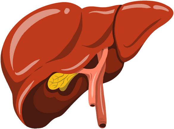 Liver