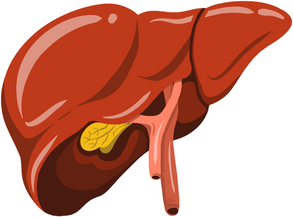 Liver